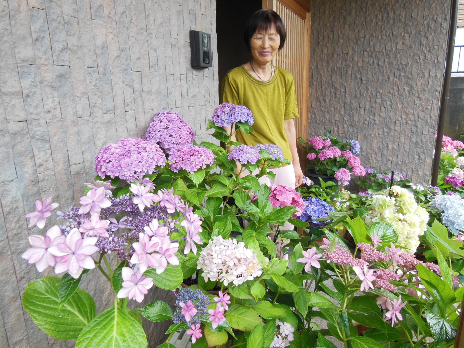 紫陽花 色鮮やか３００鉢 田宮さん方へ来客続々 高野山麓 橋本新聞