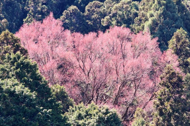 高野の花たち ６５ 市平春日神社のカツラの木 高野山麓 橋本新聞