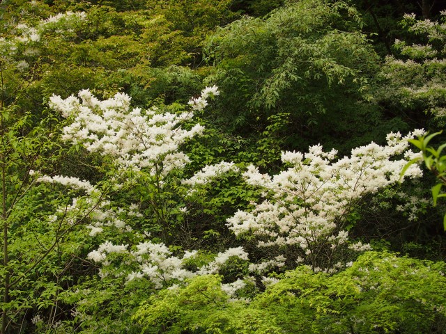 高野の花たち ７６ アオダモは雪のように白く 高野山麓 橋本新聞