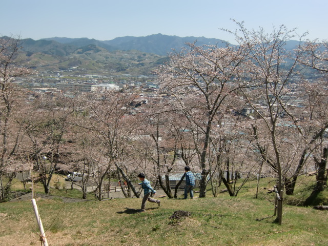 「杉村公園」高台の広場に咲き初めた桜