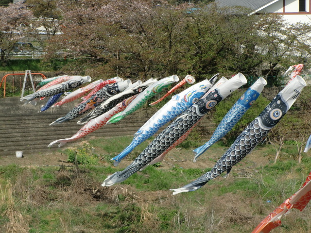 春風を受け紀伊丹生川の空をおよぐ鯉幟