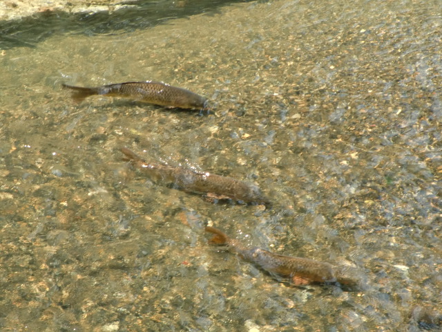 大きな真鯉が元気よく泳ぐ橋本川
