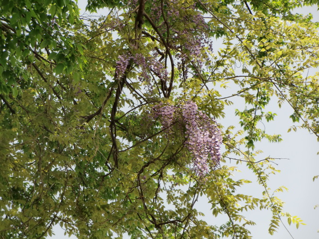 樹齢３００歳の藤の古木に咲いた薄紫の花房