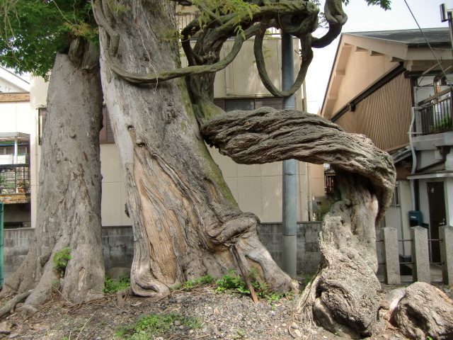 仁王像の腕のように椋の巨木に巻きついた樹齢３００年の藤の古木