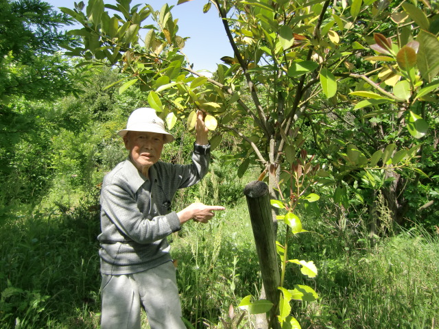 「学びの森」で多羅葉の木について説明する田中さん