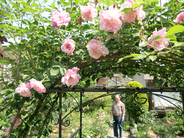バラが美しい河合さんの庭園