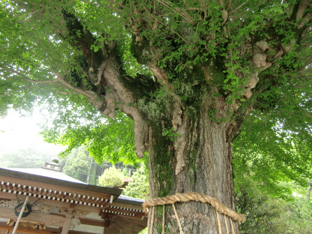 青々と茂る堀越観音のイチョウの大樹
