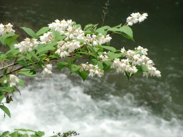 花垣でもあり小滝でもあるような満開の卯の花