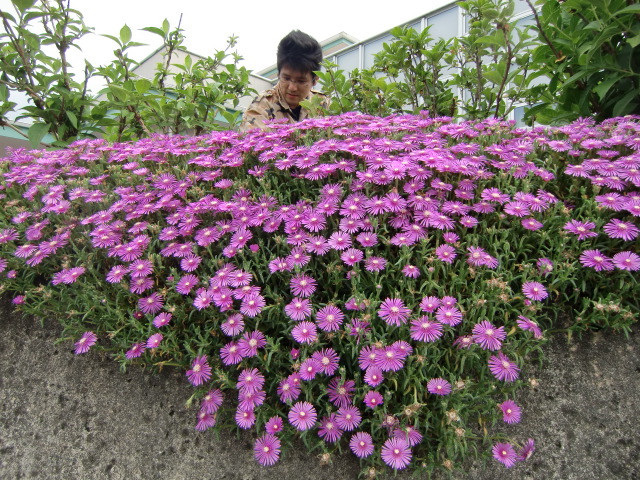 「夢あじさい」の玄関わきに咲いた松葉菊