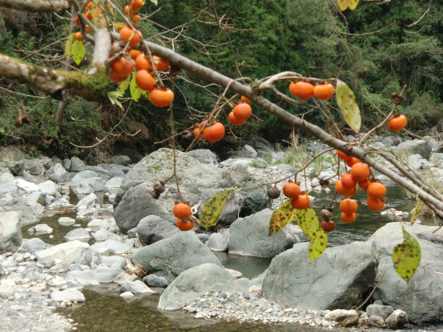 玉川峡に熟しつつある豆電球のような〝山柿〟