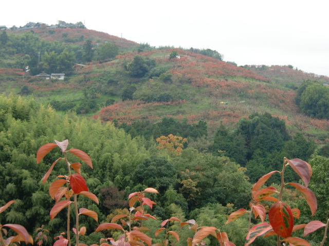 初冬の風物詩、国城山の坂道沿いに見られる柿紅葉