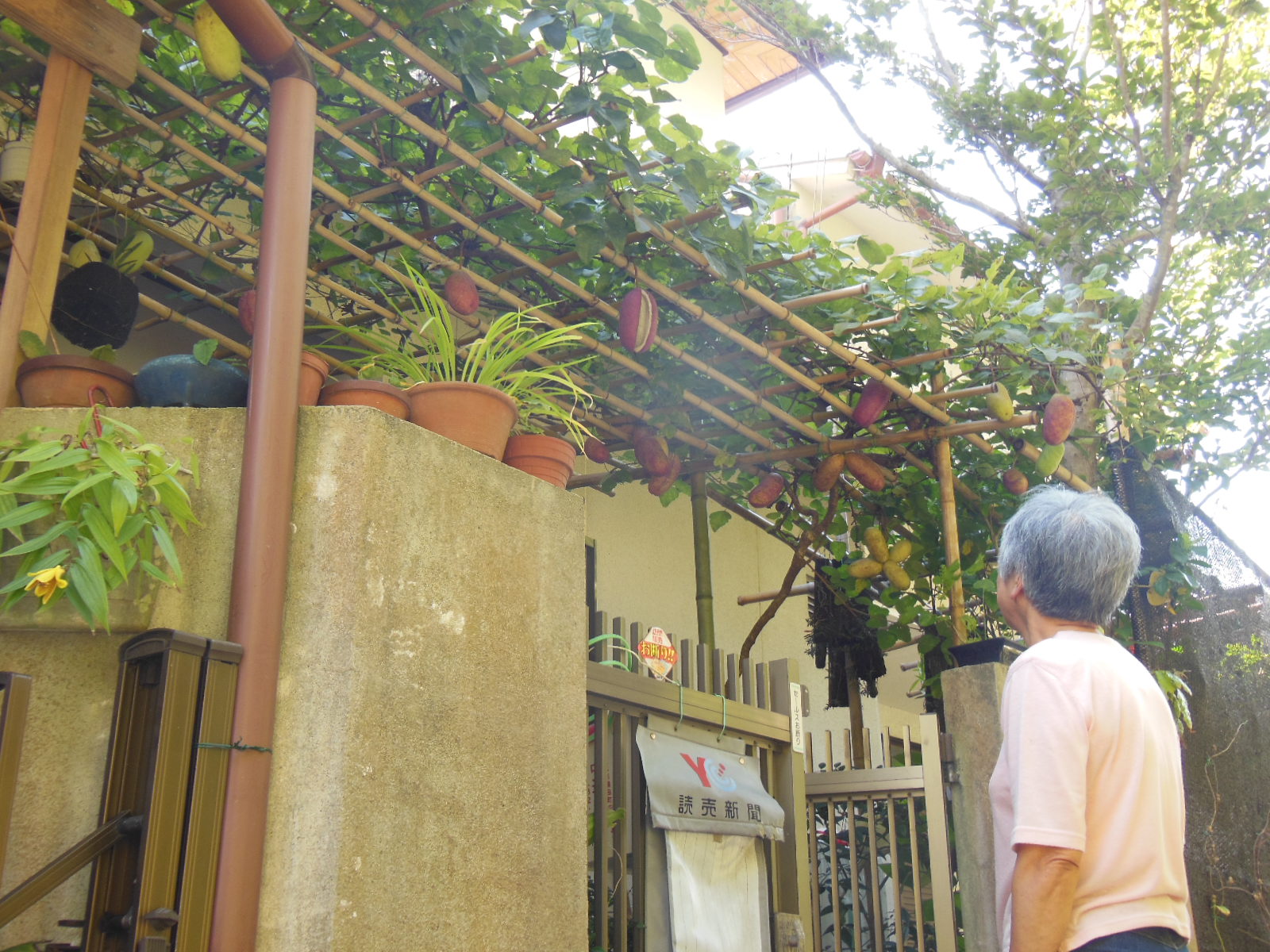 高野山麓 橋本新聞 玄関上にアケビの実３０数個 茶谷さん棚栽培３０年
