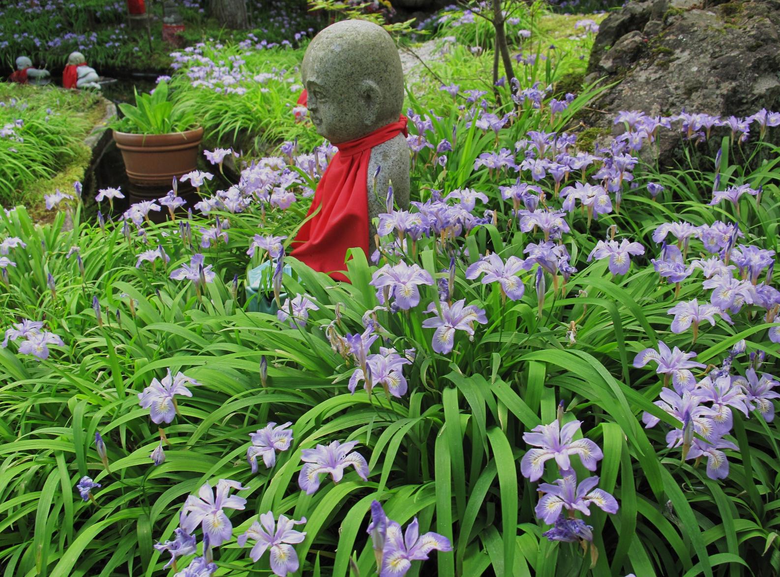 高野山麓 橋本新聞 高野の花たち １２ 三宝院のヒメシャガの花姿