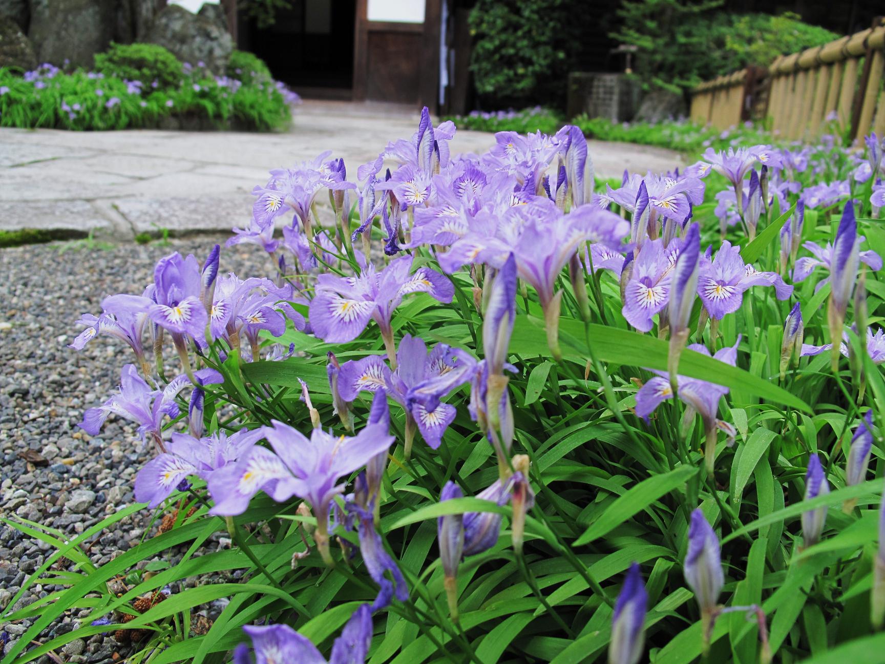 高野山麓 橋本新聞 高野の花たち １２ 三宝院のヒメシャガの花姿