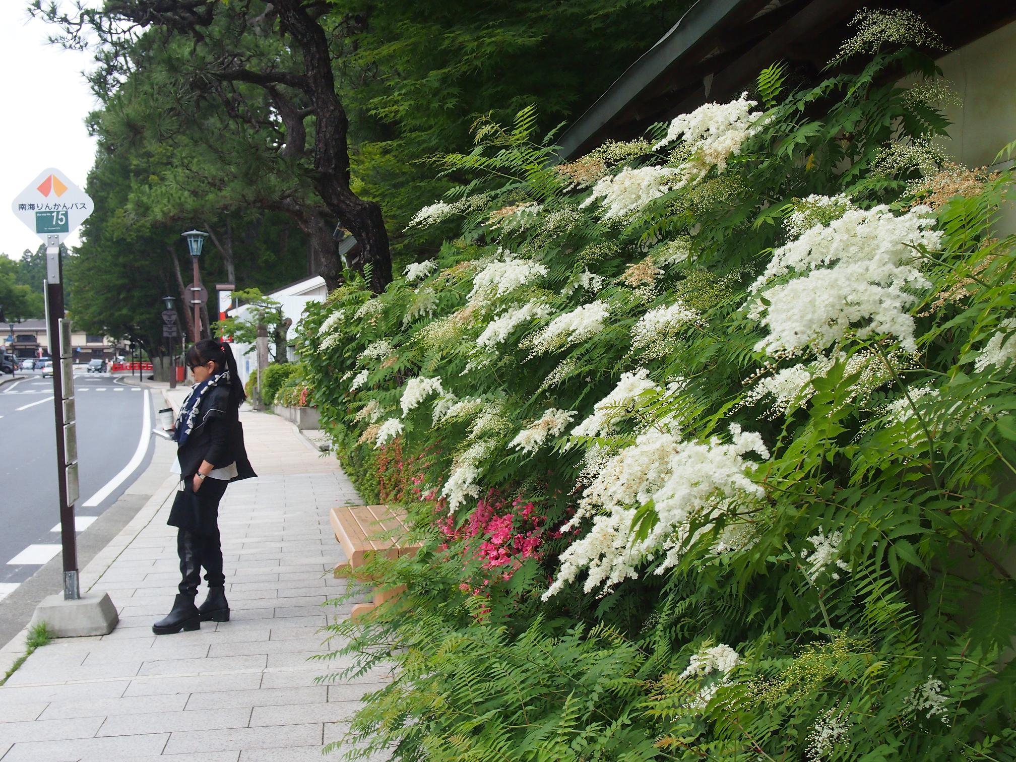高野山麓 橋本新聞 高野の花たち ２６ 目抜き通りのニワナナカマド
