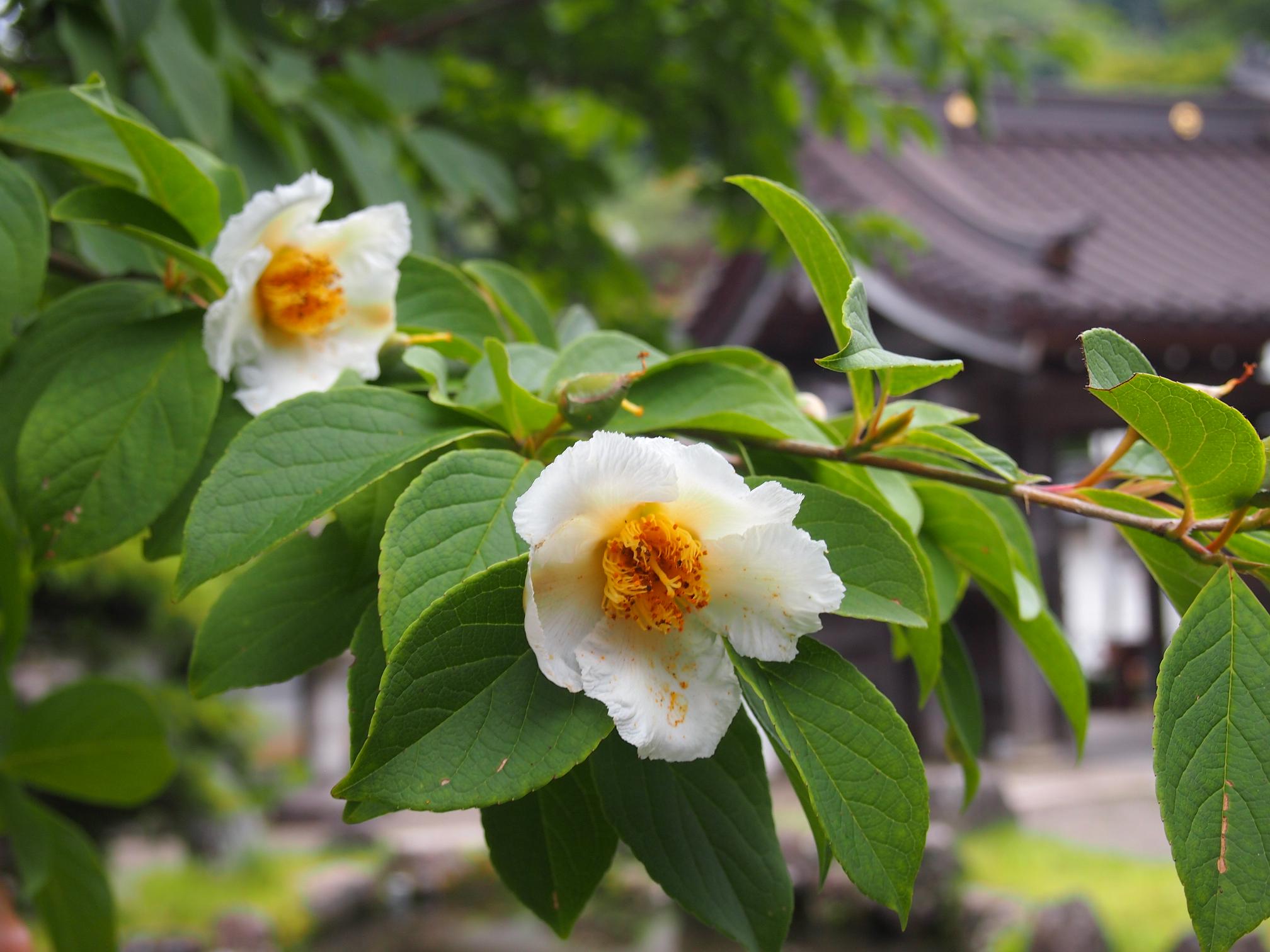 高野山麓 橋本新聞 高野の花たち ２８ 釈迦入滅の聖木サラソウジュ