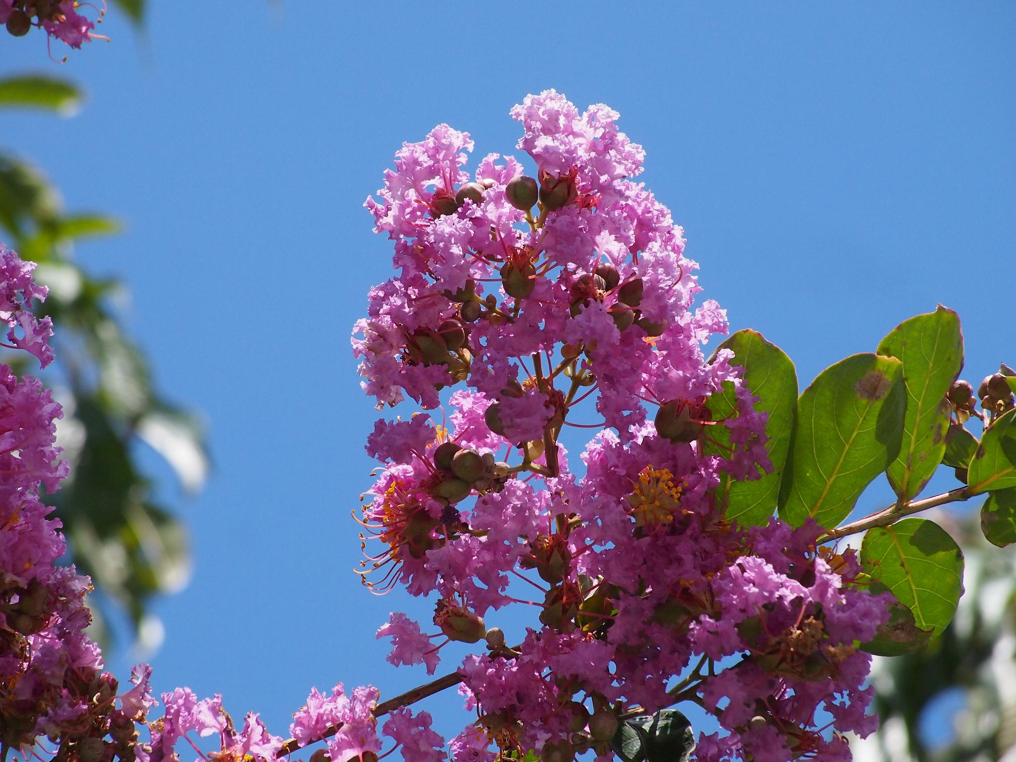 高野山麓 橋本新聞 高野の花たち ３８ 普賢院のサルスベリ３色