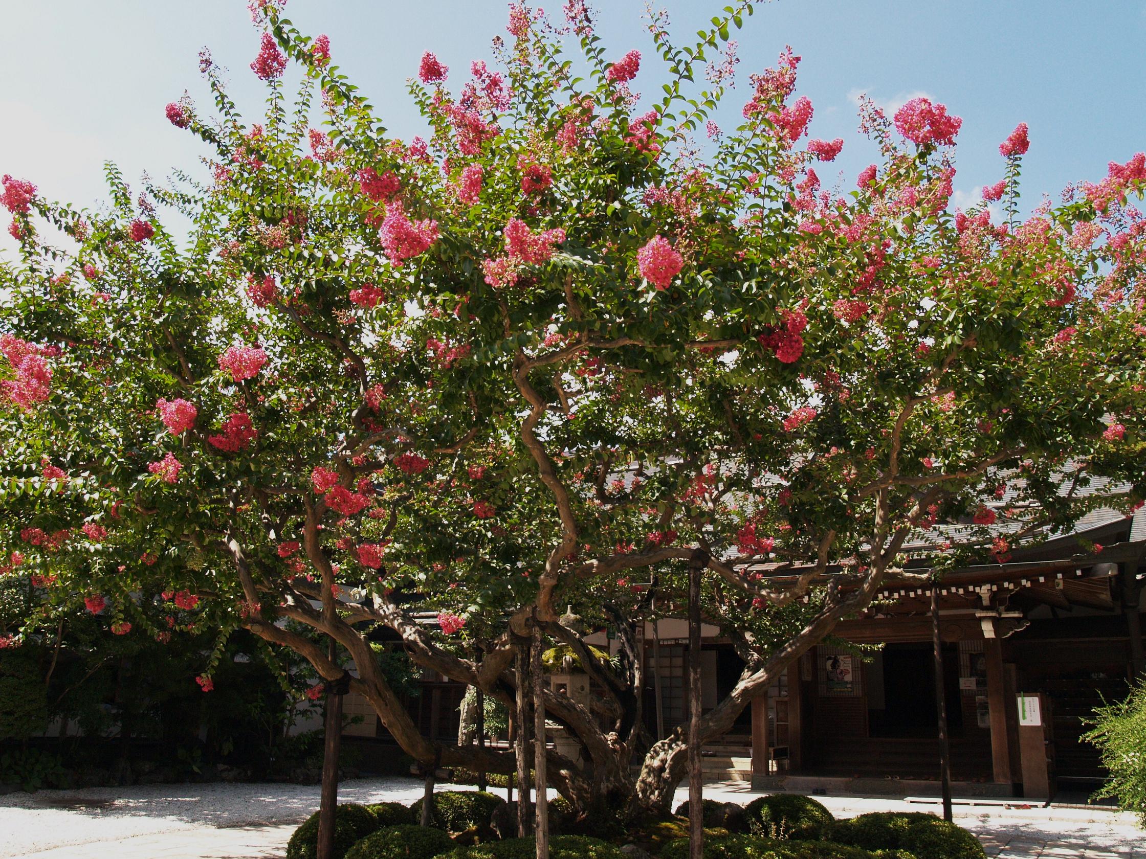 高野山麓 橋本新聞 高野の花たち ３８ 普賢院のサルスベリ３色