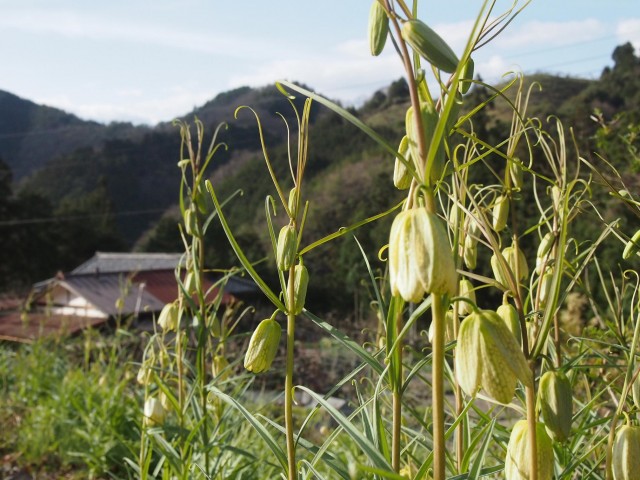 高野山麓 橋本新聞 高野の花たち ６６ バイモの花言葉は謙虚な心