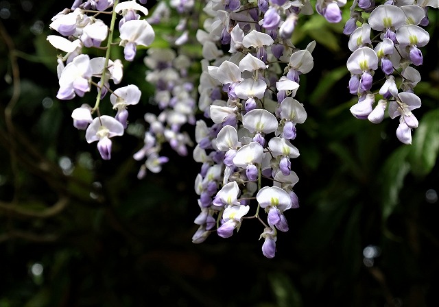 高野山麓 橋本新聞 高野の花たち １２３ 花言葉 歓迎 のヤマフジ