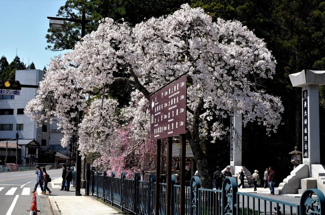 高野山麓 橋本新聞 高野山の桜 見頃迎える 観光客ら日本の美満喫
