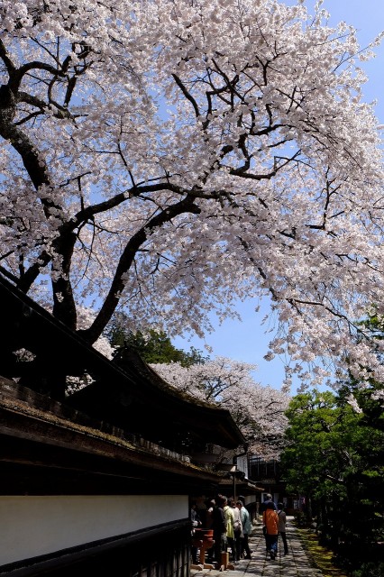 高野山麓 橋本新聞 高野山の桜 見頃迎える 観光客ら日本の美満喫