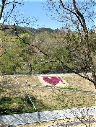 高野山麓 橋本新聞 芝桜 型アート輝く 杉村公園の丸尾池で市民栽培