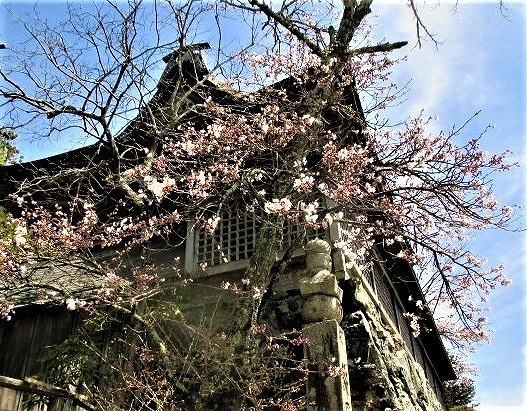 高野山麓 橋本新聞 高野山の桜 蕾あからむ 見頃４月下旬 八重紅枝垂