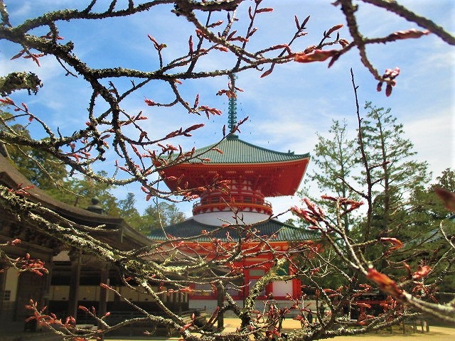 高野山麓 橋本新聞 高野山の桜 蕾あからむ 見頃４月下旬 八重紅枝垂