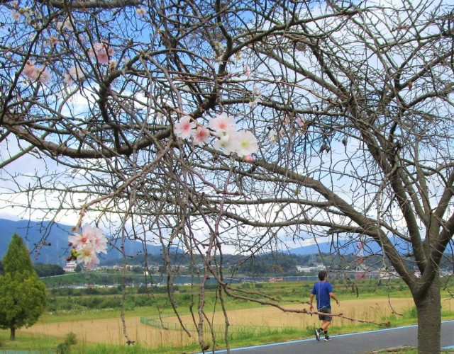 なんと桜咲いてる♡橋本・紀の川左岸〜秋・冬・春と