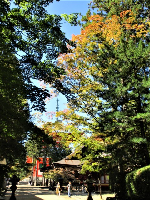 高野山、秋本番の彩りへ♡参拝・観光客でいっぱい
