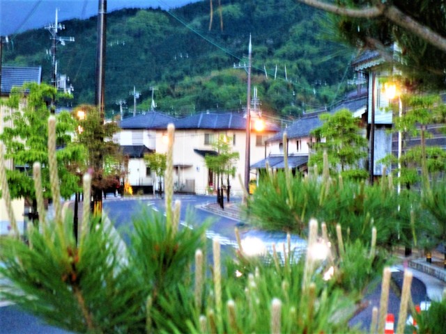 松の芯ぐんぐんと♡橋本・太神社の一里松〜外灯に照らされて