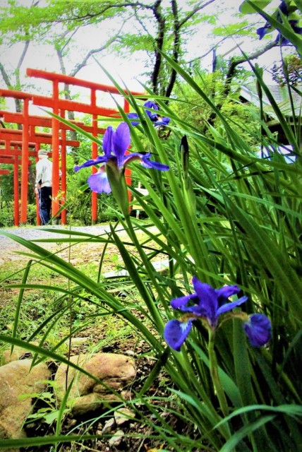 紫の花菖蒲、まっ白い蛍袋咲いた♡橋本・丸高稲荷神社〜家族連れら〝鳥居のトンネル〟も楽しく